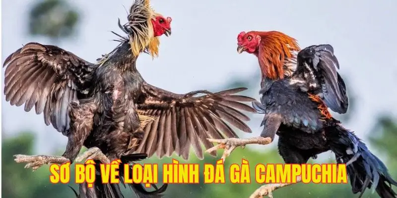 Hình thức giải trí siêu hợp pháp, cổ điển nhưng siêu kịch tính