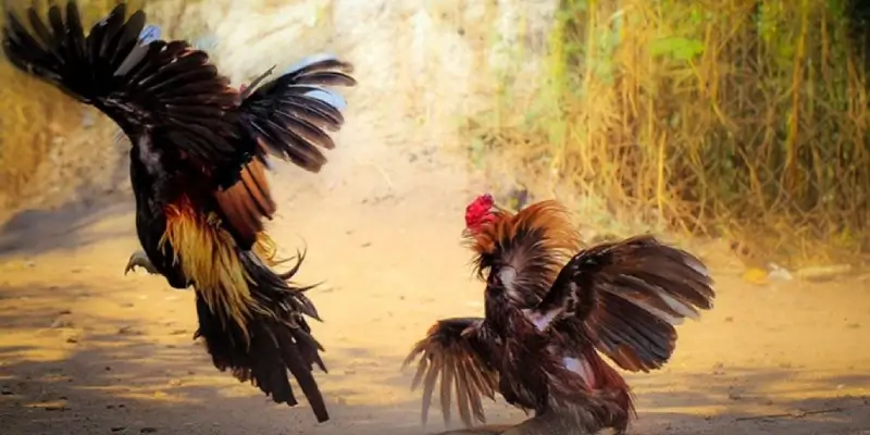 Tổng quan về cách đổ gà đá hay